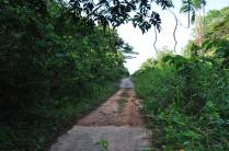 Aos poucos, a BR-319, a rodovia que liga Manaus à Porto Velho, vai ficando mais e mais estreita